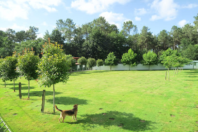 Daponte | Guardería para perros en La Coruña