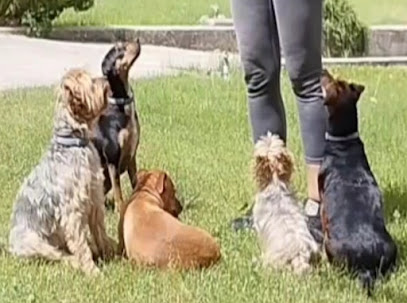 Maestra Canina | Adiestradores de perros en Madrid
