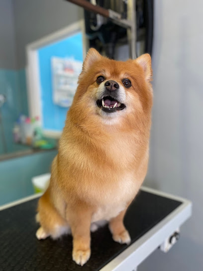Gosblank | Peluqueria para perros en Pineda de Mar