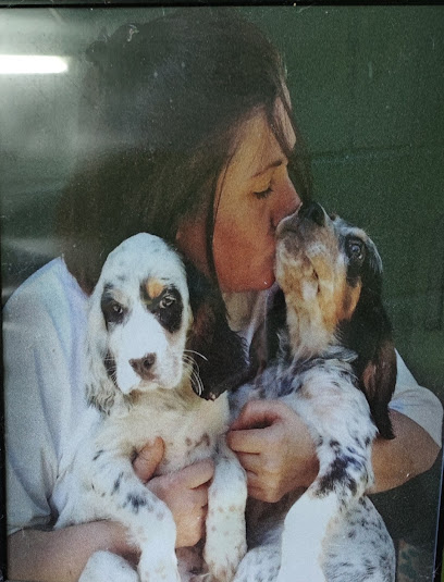 Arcoiris | Guardería para perros en Asturias