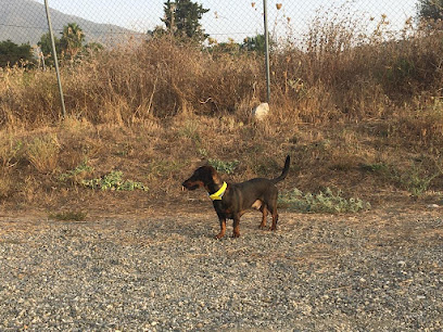 Binomio Dog Training | Adiestradores de perros en Marbella