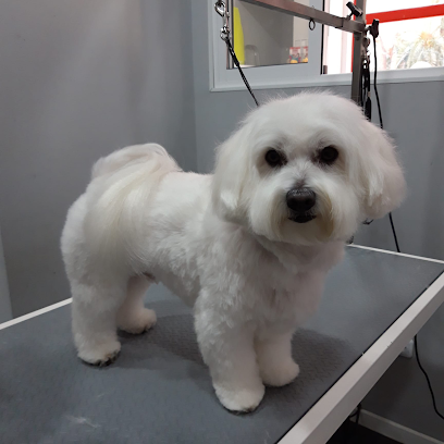Pilar Tamaral | Peluqueria para perros en Móstoles