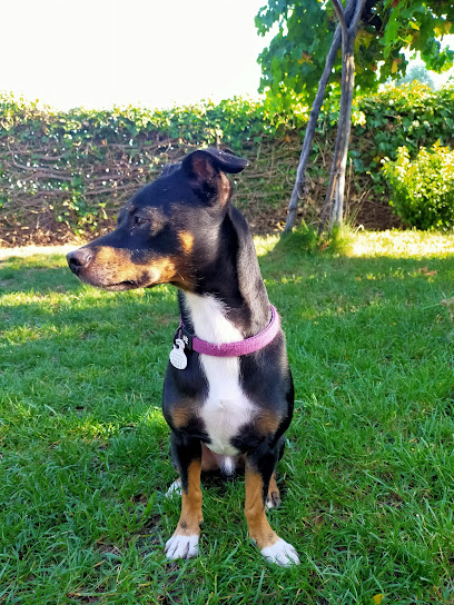 Huellas | Guardería para perros en Prado del Rey