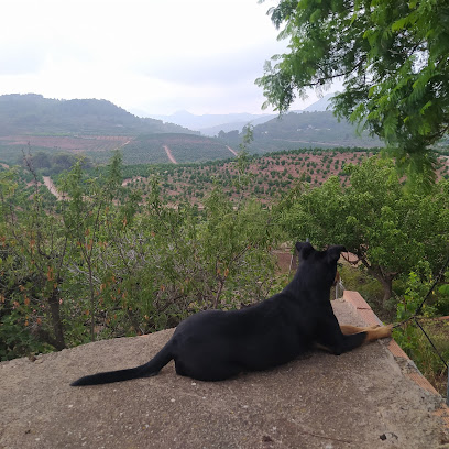Campo de rodeno | Guardería para perros en Torres Torres
