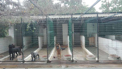 Kennel Sahara | Guardería para perros en Alcalá de Guadaíra