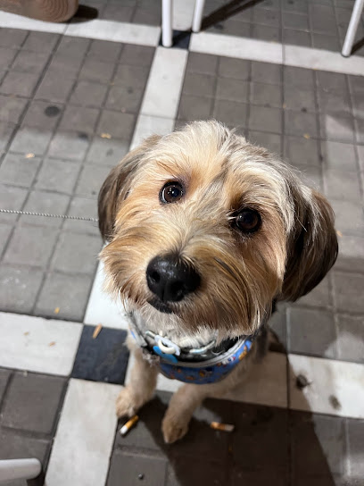 Doglimpio | Peluqueria para perros en Huelva