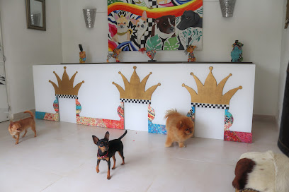 Tiny Dog Hotel Marbella | Guardería para perros en Marbella