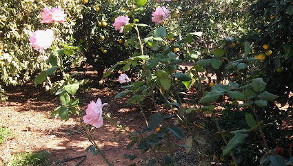 Welcome | Guardería para perros en Rafelbunyol