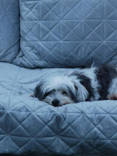 Solo Perritos Buenos | Guardería para perros en Terrassa