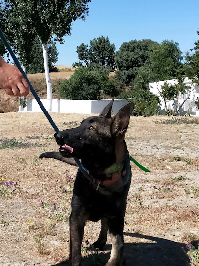 Perrossi | Adiestradores de perros en San Agustin del Guadalix