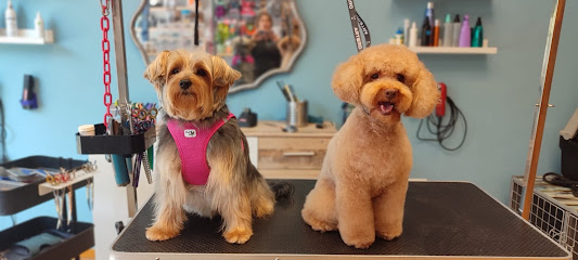 Cucos | Peluqueria para perros en San Sebastián