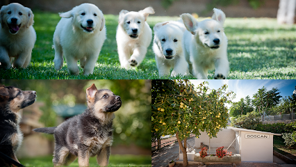 GOSCAN | Guardería para perros en Fonollosa