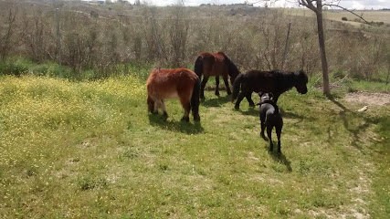 Cane | Guardería para perros en Las Rozas de Madrid