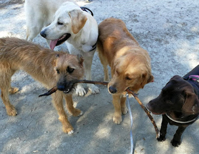 Momo | Adiestradores de perros en Rivas-Vaciamadrid