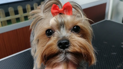 De Patitas En La Pelu | Peluqueria para perros en La Zubia