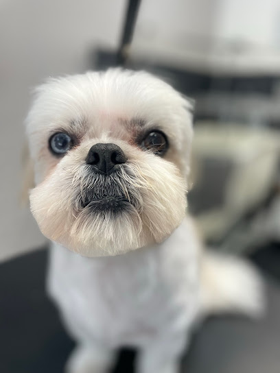 Diamond Style Dogs | Peluqueria para perros en Palma