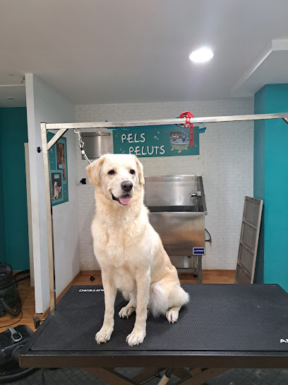Pels Peluts | Peluqueria para perros en Barberà del Vallès