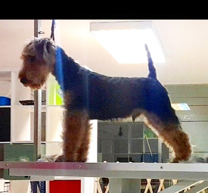 Gretzoi | Peluqueria para perros en Fuente el Saz de Jarama