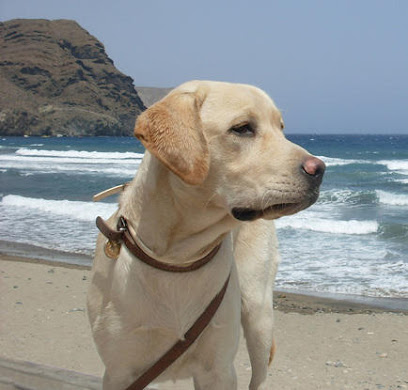 Cuidador de Mascotas | Adiestradores de perros en Barcelona