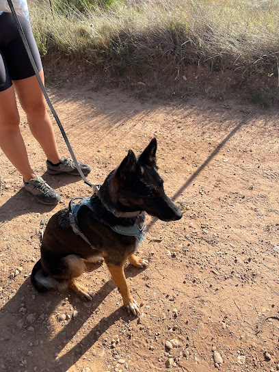 Perro Pensante | Adiestradores de perros en Alzira