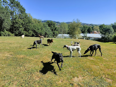 Amican Asturias Hotel Canino | Guardería para perros en Siero