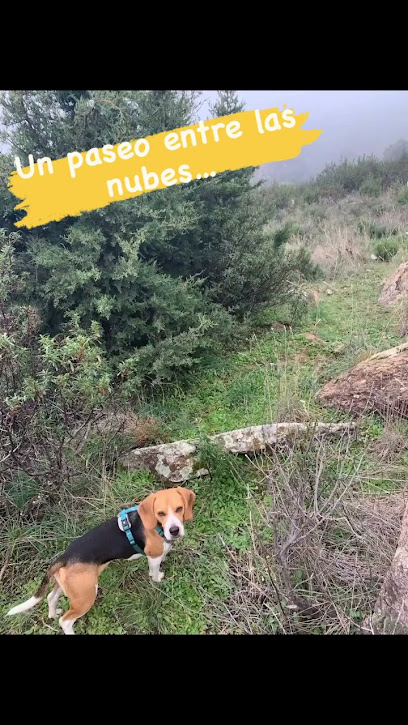 LinkeDog. | Adiestradores de perros en El Escorial