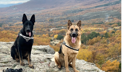 Ibericanmadrid | Adiestradores de perros en Coslada