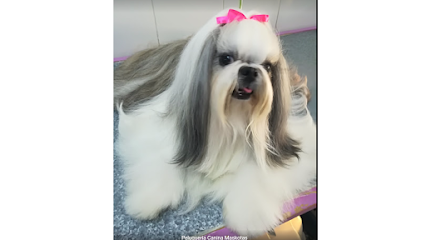 Maskotas | Peluqueria para perros en Cádiz