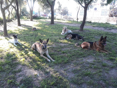 Residencia Canina Cádiz | Adiestradores de perros en Puerto Real