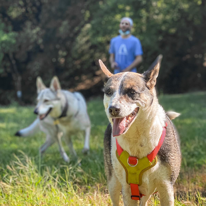 Alaskan Barcelona | Adiestradores de perros en Barcelona