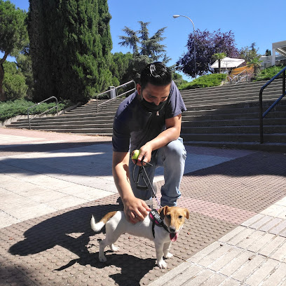 Lucky Dog Training | Adiestradores de perros en Madrid