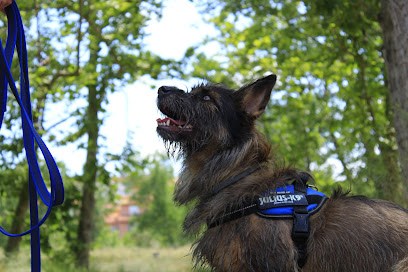 Goscandog | Adiestradores de perros en Madrid