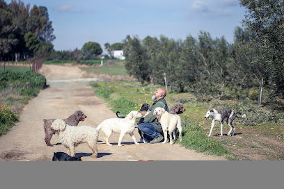 Huellas de Aldebaran | Guardería para perros en Utrera