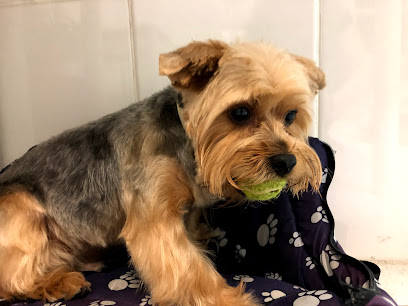Jumanji | Peluqueria para perros en Madrid