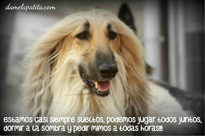 Damelapatita punto com | Guardería para perros en Puente la Reina