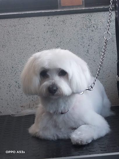 Xic | Peluqueria para perros en El Masnou