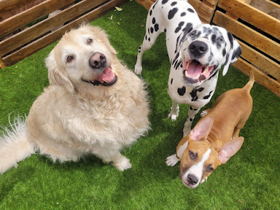 Dogclan | Guardería para perros en Hortaleza