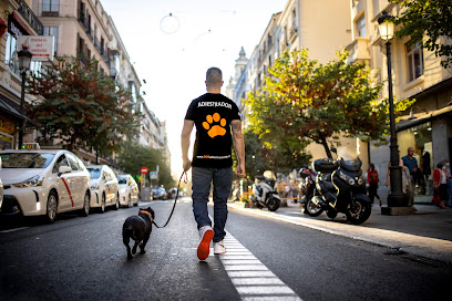DOS | Olite | Adiestradores de perros en Madrid