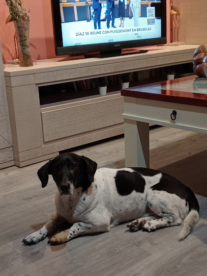 Oh My Dog! | Peluqueria para perros en Zaragoza
