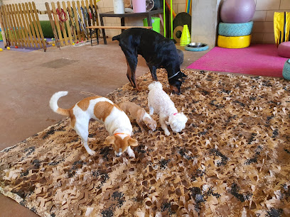 ALFA DOG | Adiestradores de perros en Orcoyen