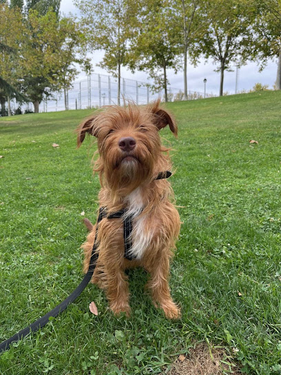 Mi Perro y Cia | Adiestradores de perros en Latina