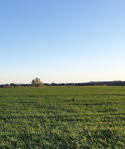 Los Rosales | Guardería para perros en Chimillas