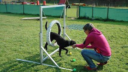 DoginProgress | Adiestradores de perros en Montgat