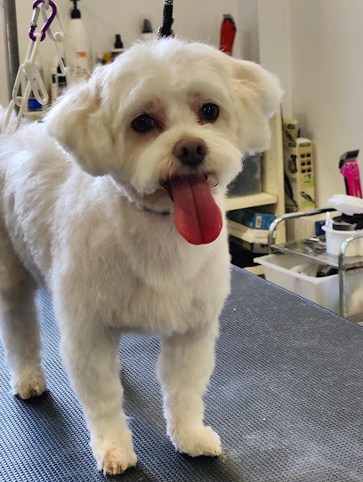 Linda Diaz | Peluqueria para perros en Girona
