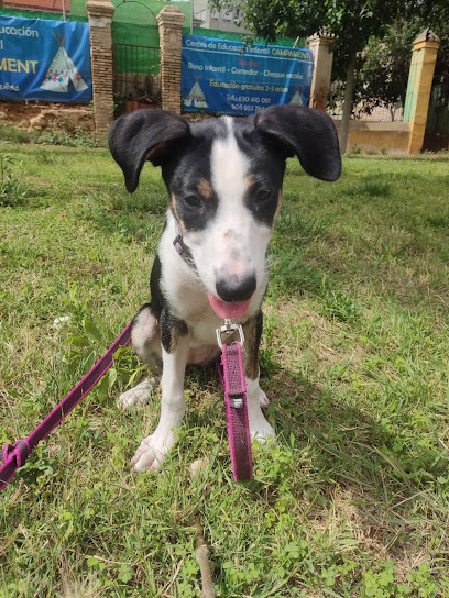 D&D Adiestramiento Canino | Adiestradores de perros en Godelleta