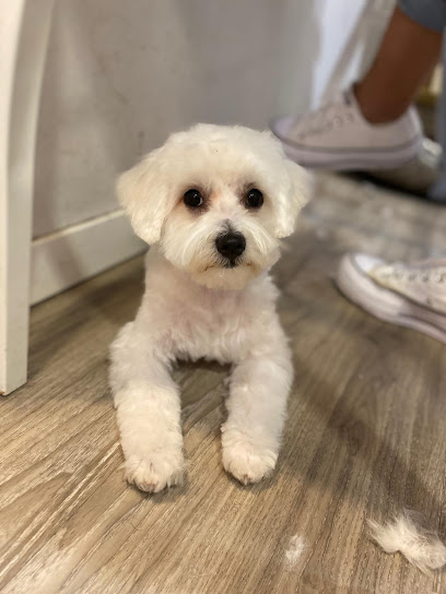 Amor Perruno | Peluqueria para perros en Madrid