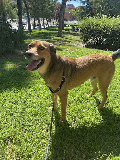Noblecan | Adiestradores de perros en Madrid
