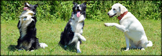 Hiro Border Collie | Adiestradores de perros en Barcelona