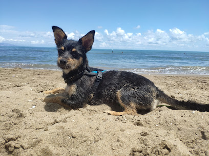 Educan | Adiestradores de perros en Parla
