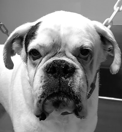 La Bañera Verde | Peluqueria para perros en Alicante